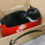 【ドイツ生活】ドイツで猫が骨折や病気になった緊急時の対応