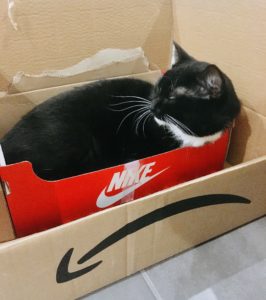 【ドイツ生活】ドイツで猫が骨折や病気になった緊急時の対応