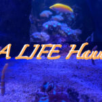ドイツ・ハノーファーの観光地 水族館"SEA LIFE Hannover"を紹介