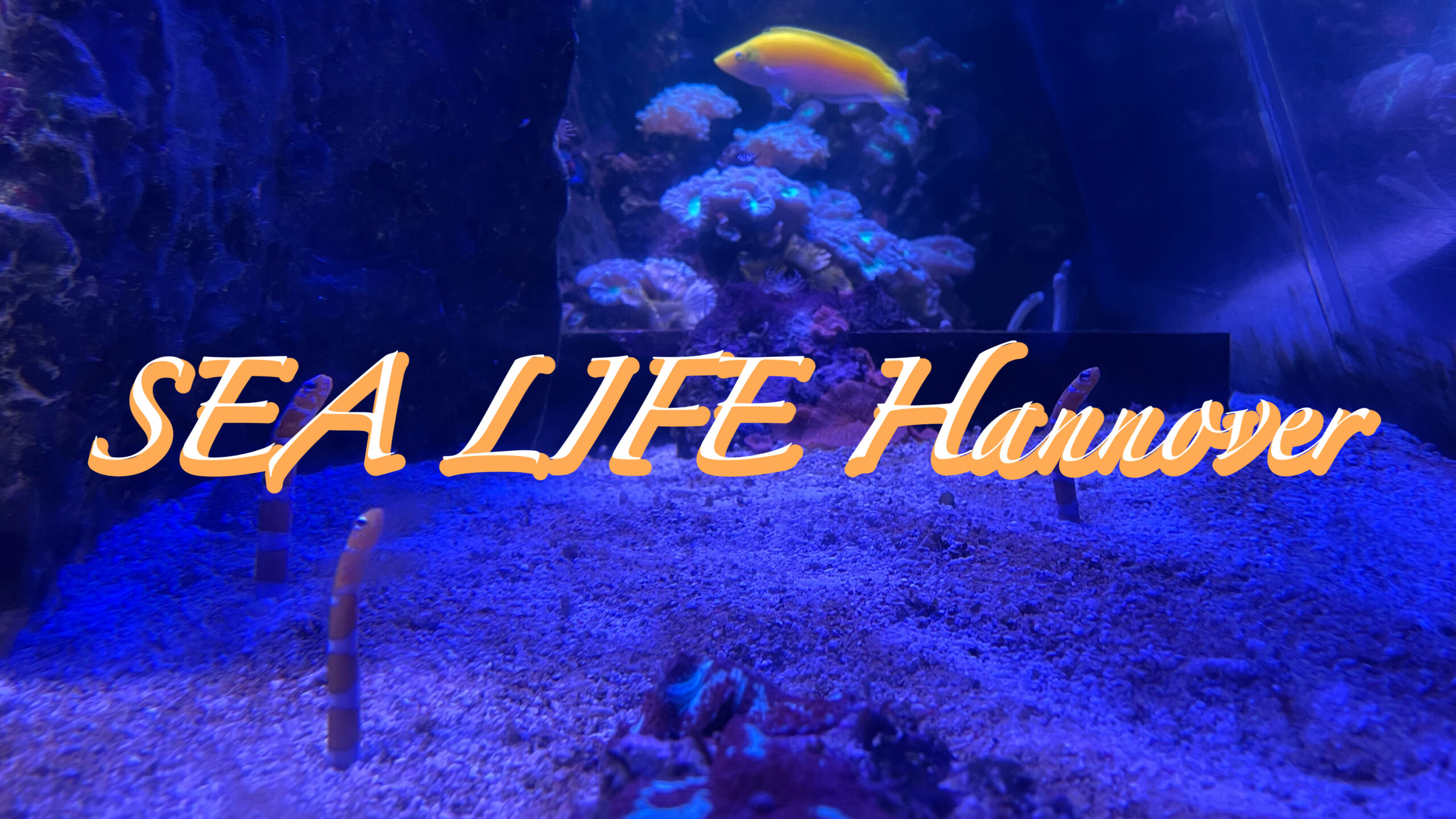 ドイツ・ハノーファーの観光地 水族館"SEA LIFE Hannover"を紹介